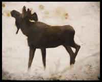 Moose_illustration