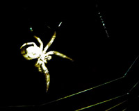 araneus_diadematus_nocturne_1_thumb