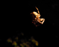 araneus_diadematus_nocturne_2_thumb