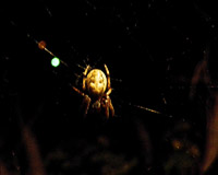 araneus_diadematus_nocturne_3