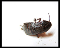 blattaria_2