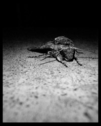 heterocera_1