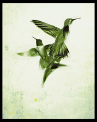 humming_bird_illustration