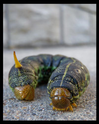hyles_lineata