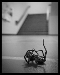 lycosidae