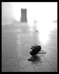musca domestica_1