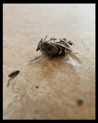musca domestica_2
