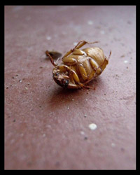orange_coleoptera